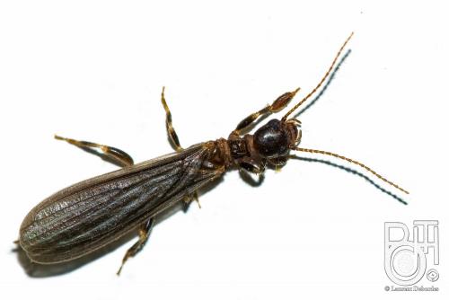 Aposthonia sp.
